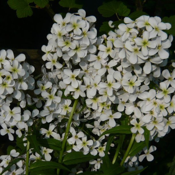 Natviol, <br>Velduftende aftenstjerne <br>'Alba' <br><i>Hesperis matronalis </i>