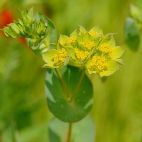 Harere <br>'Griffithii' <br><i>Bupleurum rotundifolium</i>