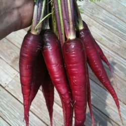 Gulerod <br>'Purple Dragon' <br><i>Daucus carota var. sativus</i>