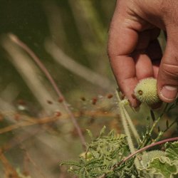 Agurk, <br>sel- <br><i>Ecballium elaterium</i>