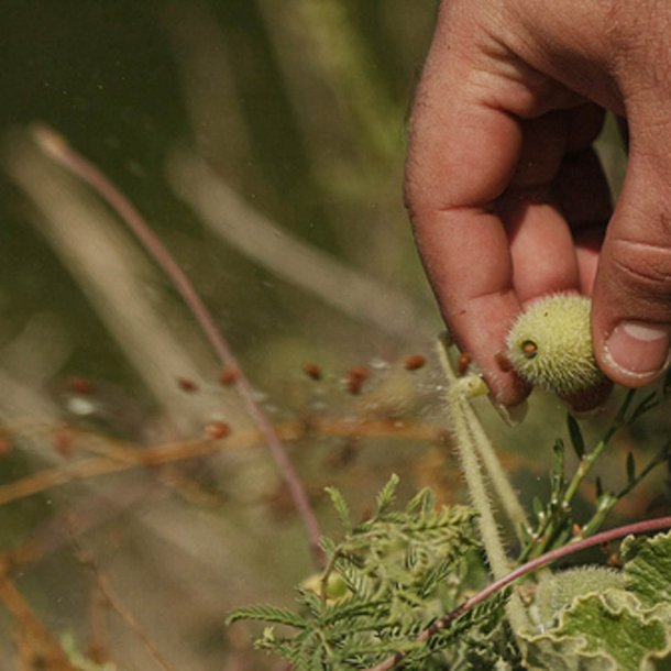 Agurk, <br>sel- <br><i>Ecballium elaterium</i>