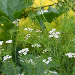 Koriander <br>'Confetti' <br><i>Coriandrum sativum</i>