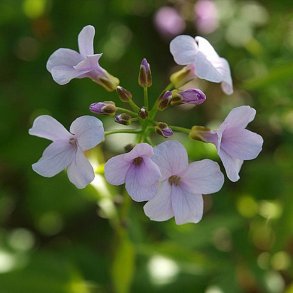 Tandrod <br><i>Cardamine bulbifera</i><br><br>