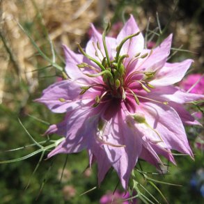 Nigella, <br>Jomfru i det grnne <br>'Miss Jekyll Rose'<br><i>Nigella damascena</i>