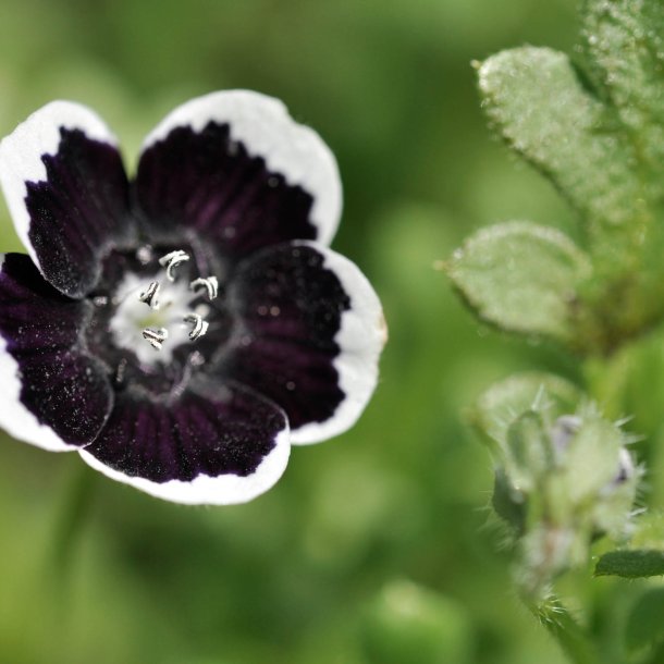 jeblomst <br>'Penny Black' <br><i>Nemophila discoidalis</i>