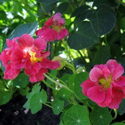 Tallerkensm�kker <br>'Cherry Rose'<br><i>Tropaeolum majus</i>