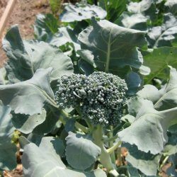 Broccoli, Calabrese <br><i>Brassica oleracea var. italica</i>