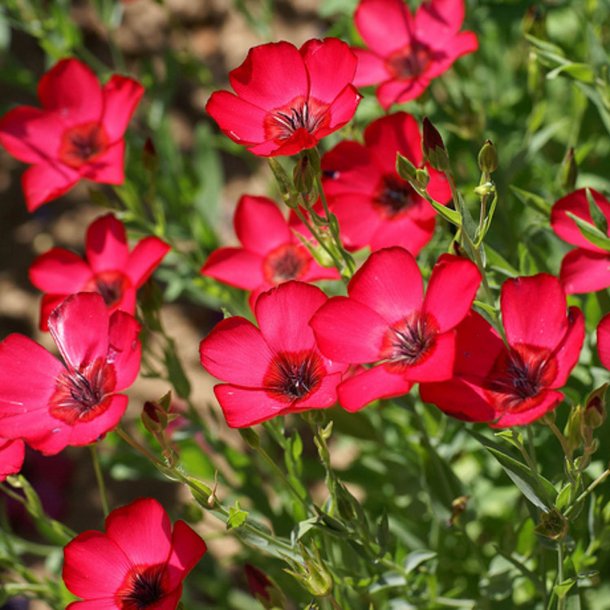 Hr, Rd <br><i>Linum grandiflorum rubrum</i>