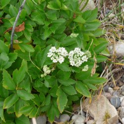 Skotsk lostilk <br><i>Ligusticum scoticum</i><br><br>