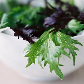 Mizuna, grn<br>Sheriff F1<br><i>Brassica rapa spp. nipposinica</i>