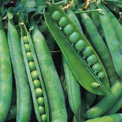 �rt, Marv- <br>�Hurst Green Shaft� <br><i>Pisum sativum var. sativum</i>
