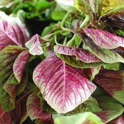 Amarant, Kinesisk <br>Callaloo, Kinesisk spinat <br><i>Amaranthus tricolor</i>