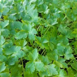 Mitsuba, mashimori, <br>japansk persille <i>Cryptotaenia japonica </i>