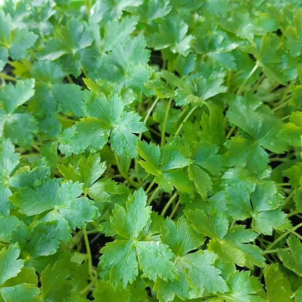 Mitsuba, mashimori, <br>japansk persille <i>Cryptotaenia japonica </i>