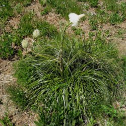 Bear Grass, <br>'Bjrnegrs' <br><i>Xerophyllum tenax</i>
