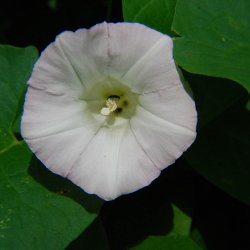 Pragtsnerle <br>'Pearly Gates'<br><i>Ipomoea purpurea </i>