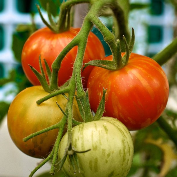 Tomat <br>'Tigerella' <br><i>Lycopersicon esculentum</i>