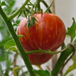 Tomat <br>'Tigerella' <br><i>Lycopersicon esculentum</i>