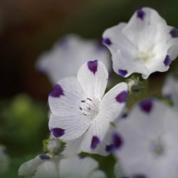 jeblomst <br>'Five Spot' <br><i>Nemophila maculata</i>