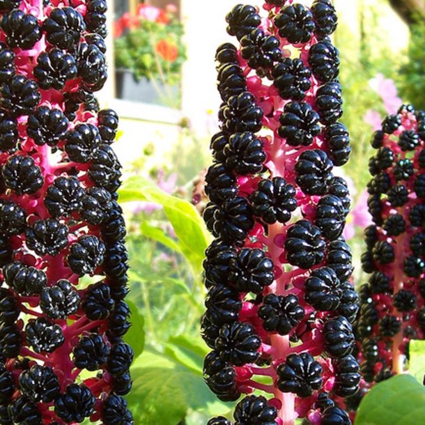 Kermesbr <br><i>Phytolacca acinosa </i><br><br>