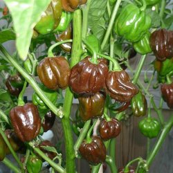 Chili <br>'Habanero Chocolate'<br><i>Capsicum chinense</i>