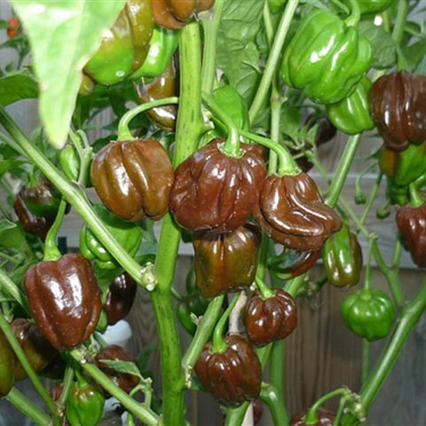 Chili <br>'Habanero Chocolate'<br><i>Capsicum chinense</i>