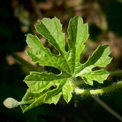 Balsamble, <br>bitteragurk, karela <br><i>Momordica charantia </i>