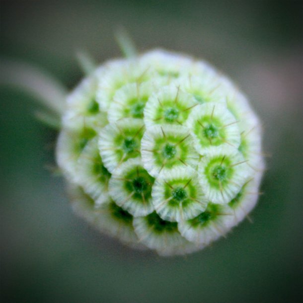 Skabiose, Stjerne- <br><i>Scabiosa stellata</i>