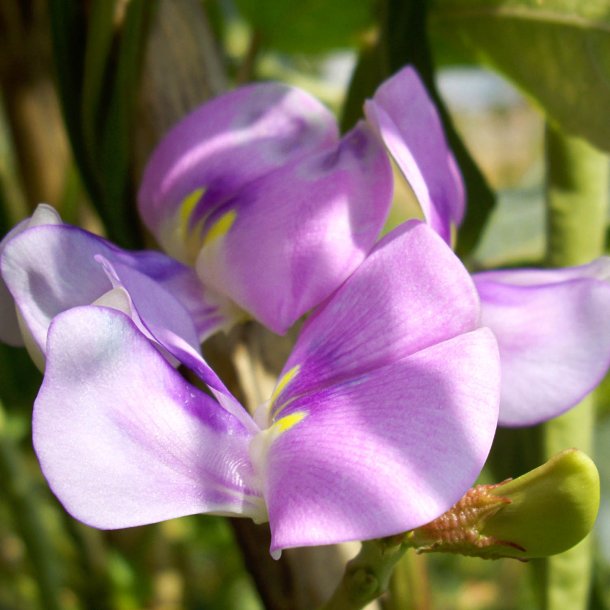 Meterbnne, <br>spaghettibnne<br><i>Vigna unguiculata ssp. sesquipedalis</i>