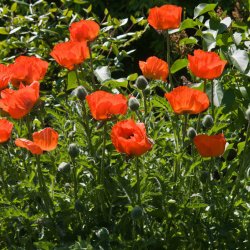 Valmue, Staude- <br>'Prince of Orange'<br><i>Papaver orientale </i>