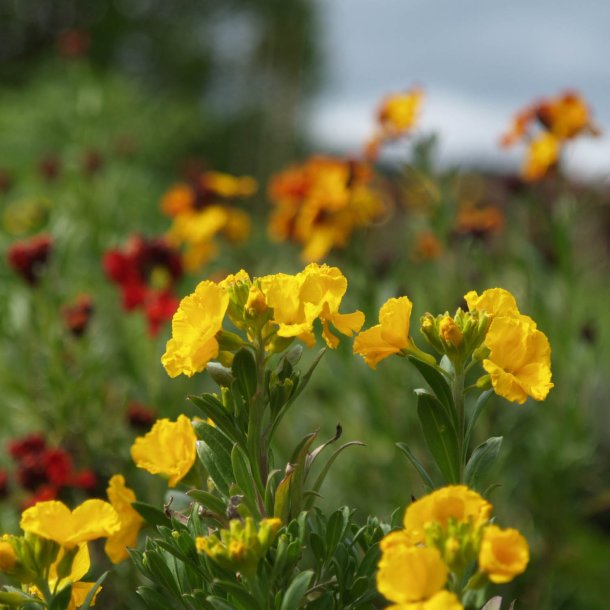 Gyldenlak <br>'Mix' <br><i>Cheiranthus cheiri </i>