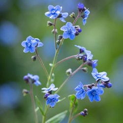 Hundetunge, Kinesisk, <br>Kinesisk forglemmigej <br>'Firmament' <br><i>Cynoglossum amabile</i>