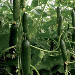 Agurk, Skole- <br>'Ayda' F1<br><i>Cucumis sativus</i>