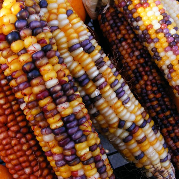 Majs, Indianer- <br>'Amero'<br><i>Zea mays</i>