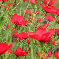 Hr, Rd <br><i>Linum grandiflorum rubrum</i>