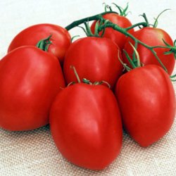 Tomat <br>'Amish Paste' <br><i>Lycopersicon esculentum</i>
