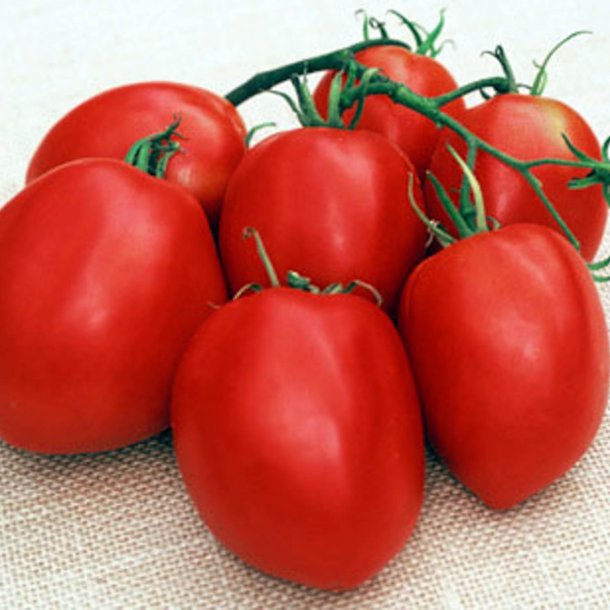 Tomat <br>'Amish Paste' <br><i>Lycopersicon esculentum</i>