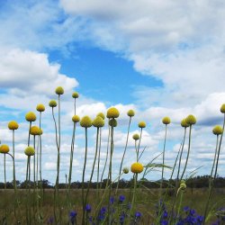 Drumsticks <br><i>Craspedia globosa</i><br><br>