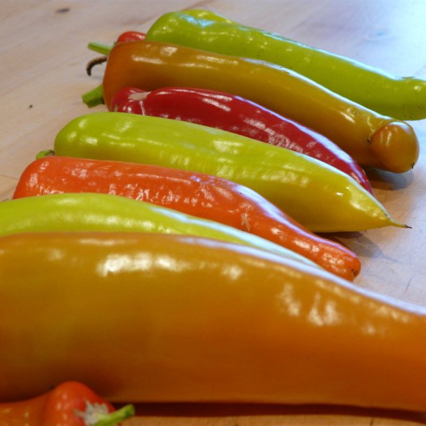 Chili <br>'Hungarian Hot Wax'<br><i>Capsicum annuum</i>