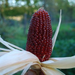 Majs, <br>Jordbr- <br><i>Zea mays var. gracillima</i>