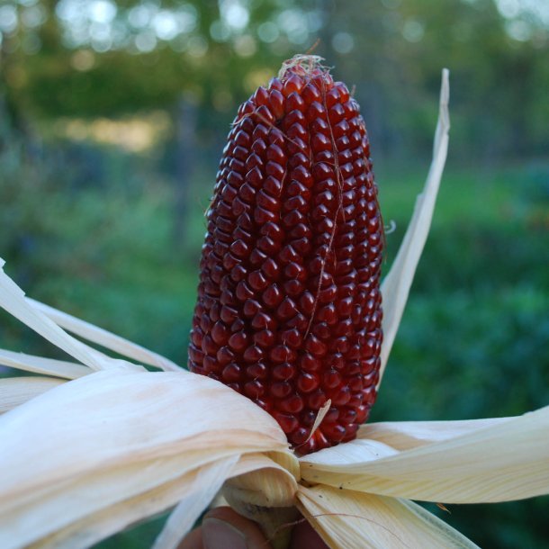 Majs, <br>Jordbr- <br><i>Zea mays var. gracillima</i>