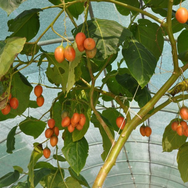 Trtomat, <br>Tamarillo <br><i>Cyphomandra crassicaulis <br>(syn. C. betacea)</i>