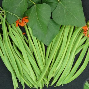 Bnne, Pral- <br>'Lady Di' <br><i>Phaseolus coccineus </i>