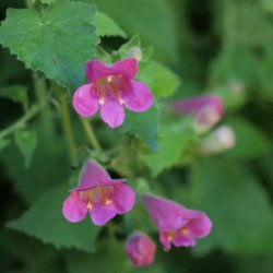 Asarina, Klatre- <br>'Mystic Rose' <br><i>Asarina scandens/ Lophospermum s./Maurandya s.</i>