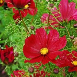 Stolt kavaler <br>'Red Dazzler'<br> <i>Cosmos bipinnatus</i> 