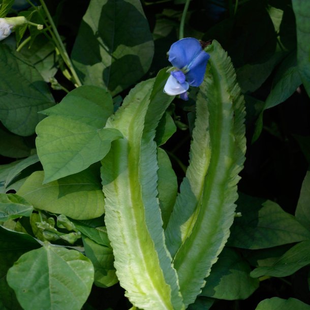 Goabnne, stjernebnne <br><i>Psophocarpus tetragonolobus</i>