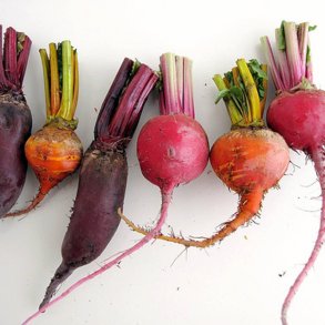 Rdbede <br>'Mix' - Storkb<br><i>Beta vulgaris</i>