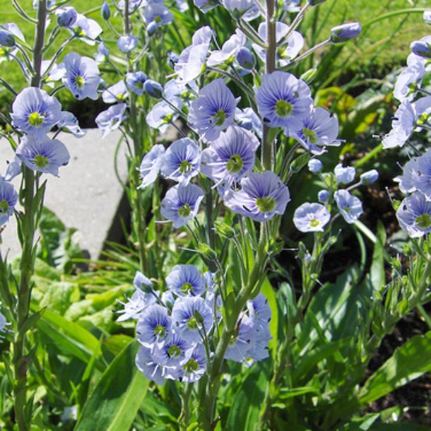 renpris, Porcelns- <br> Ensianbladet <br><i> Veronica Gentianoides</i>