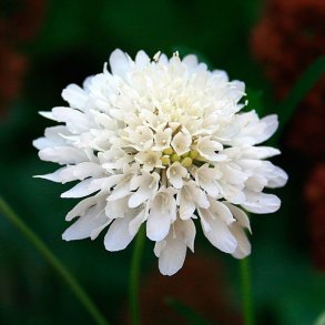 Enkeblomst <br>'Snow Maiden' <br><i>Scabiosa atropurpurea</i> 