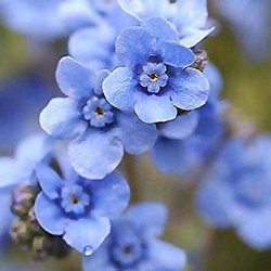 Hundetunge, Kinesisk, <br>Kinesisk forglemmigej <br>'Firmament' <br><i>Cynoglossum amabile</i>